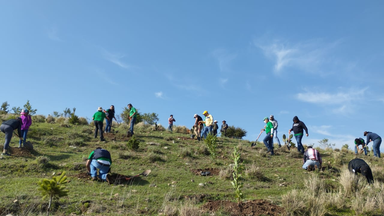 PLANTAN 5 MIL 500 ÁRBOLES EN SIERRA DE LOBOS – Noticias del Municipio de  León, Guanajuato